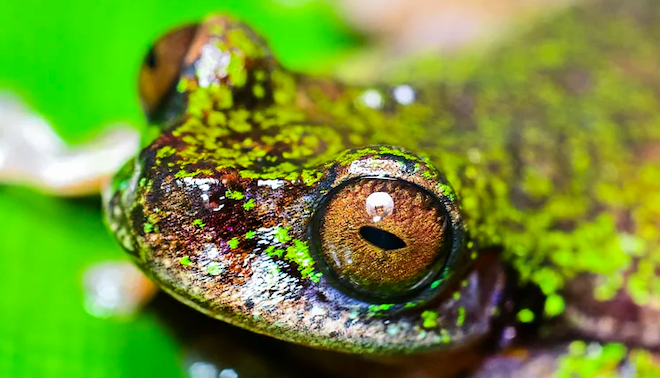 Une grenouille miniscule