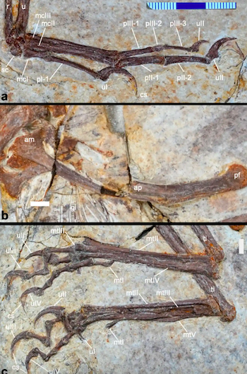 Un fossile de dinosaure &agrave; plumes d&eacute;couvert en Chine