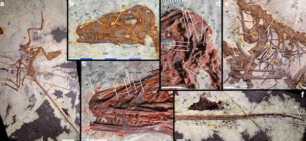 Un fossile de dinosaure &agrave; plumes d&eacute;couvert en Chine