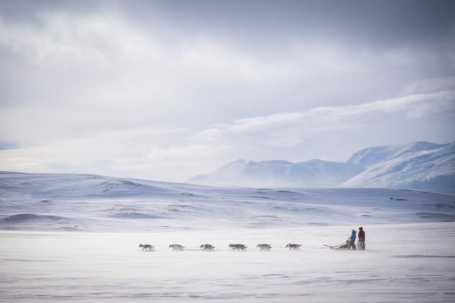 Des chiens de traineau