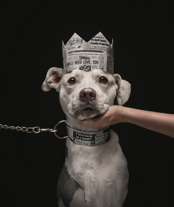 Un chien avec une couronne et un collier en papier journal