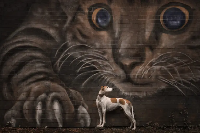 Un chien devant une fresque repr&eacute;sentant un chat