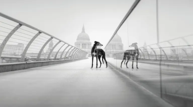 Un chien sur un pont