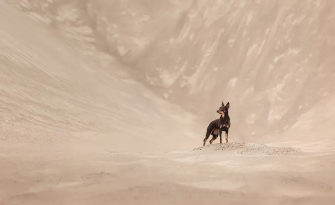 Un chien dans le d&eacute;sert