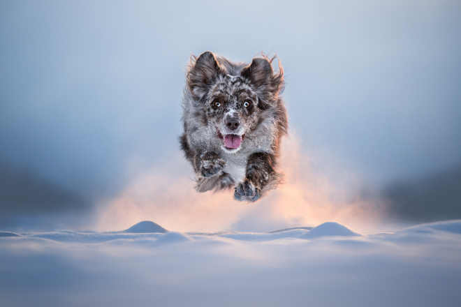 Un chien court dans la neige
