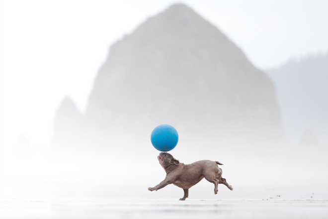 Un chien joue avec un ballon