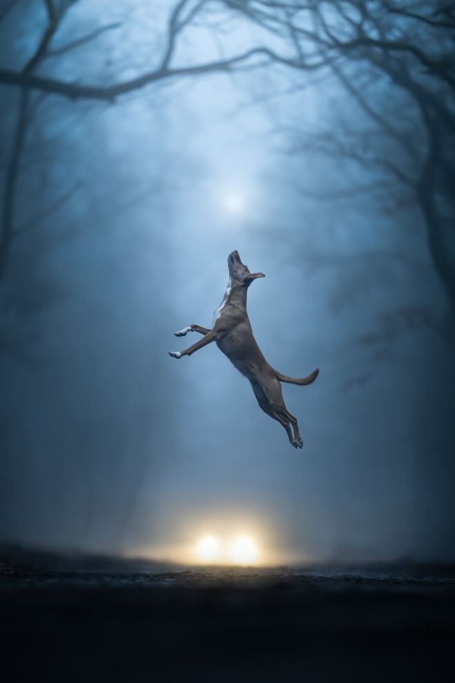 Le saut d'un chien dans la for&ecirc;t