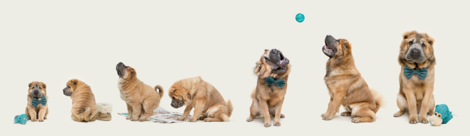 L'&eacute;volution d'un chiot jusqu'&agrave; l'&acirc;ge adulte