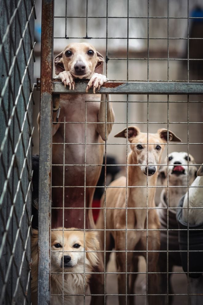 Des chiens derri&egrave;re la grille d'un refuge