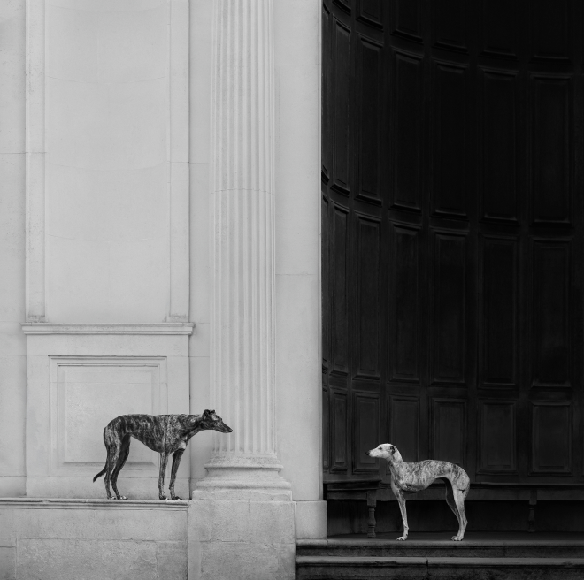Deux chiens