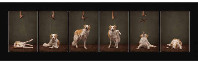 Un chien en train de jouer