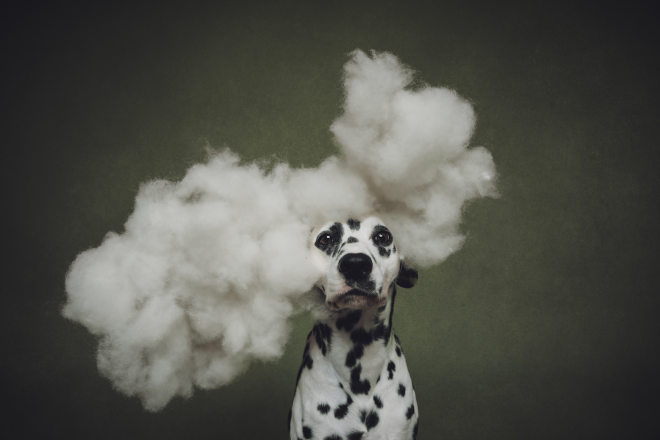 Un Dalmatien dans de la fum&eacute;e