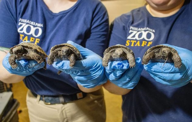 Les b&eacute;b&eacute;s tortues n&eacute;s en 2025