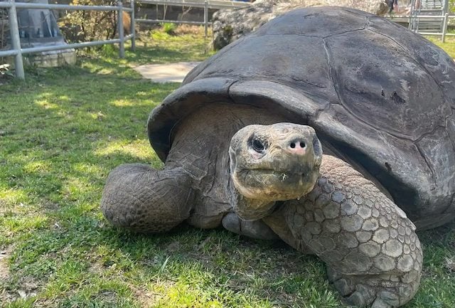 Mommy, la tortue g&eacute;ante des Gal&aacute;pagos,