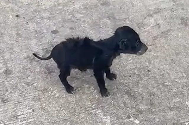Le chiot apr&egrave;s son sauvetage
