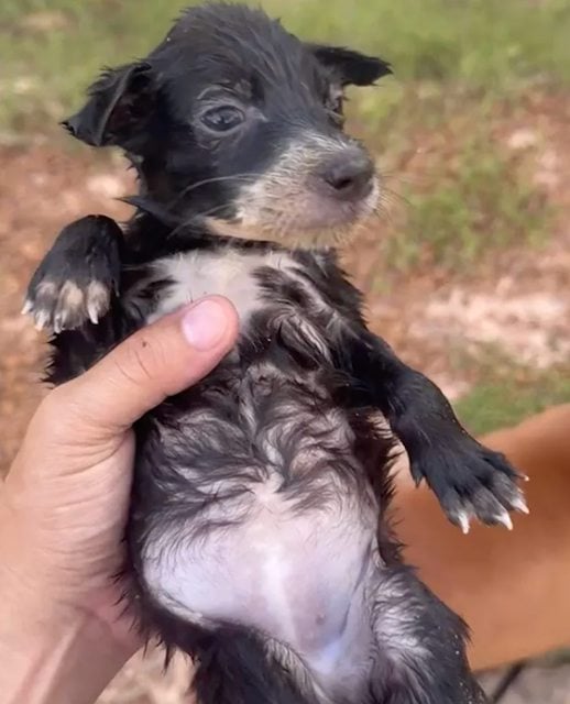 Le p&ecirc;cheur en train de r&eacute;animer le chiot 