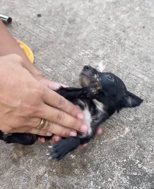 Le p&ecirc;cheur en train de r&eacute;animer le chiot 