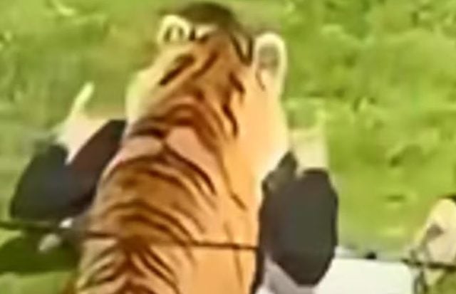 Capture d'&eacute;cran montrant l'homme attaqu&eacute; par le tigre