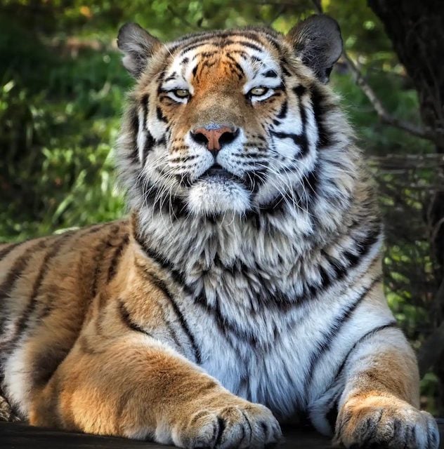 L'un des tigres du zoo en 2021