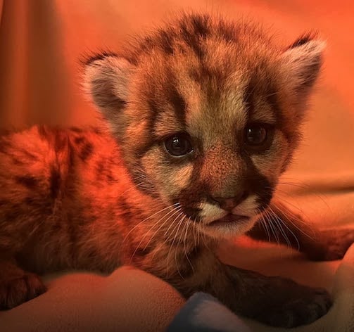 Crimson quand il &eacute;tait tout petit