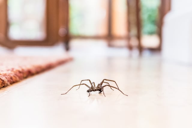Une araign&eacute;e de maison