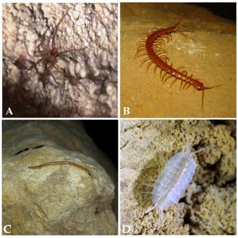 Les esp&egrave;ces qui vivent dans la grotte