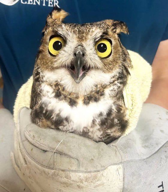 Le hibou secouru par Ojai Raptor Center