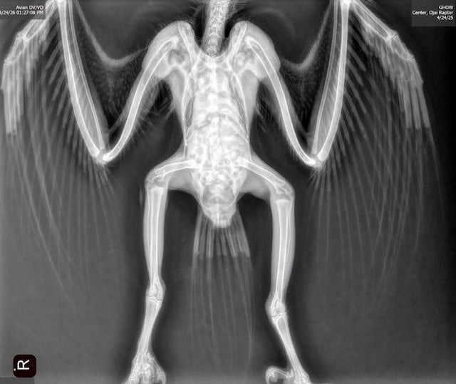 La radio montrant les blessures du jeune hibou