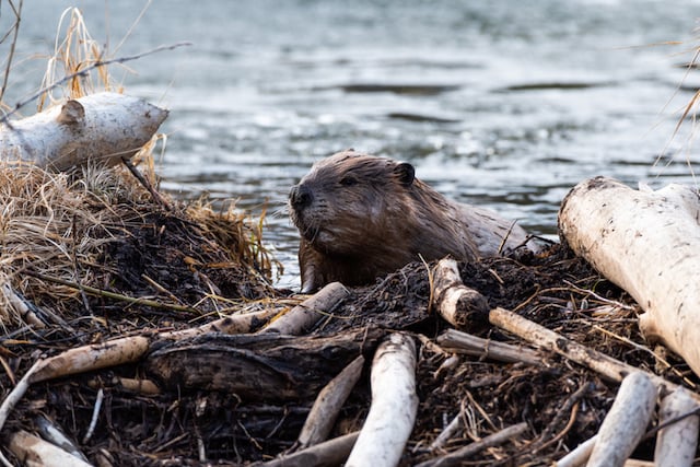 Un castor en train de construire un barrage