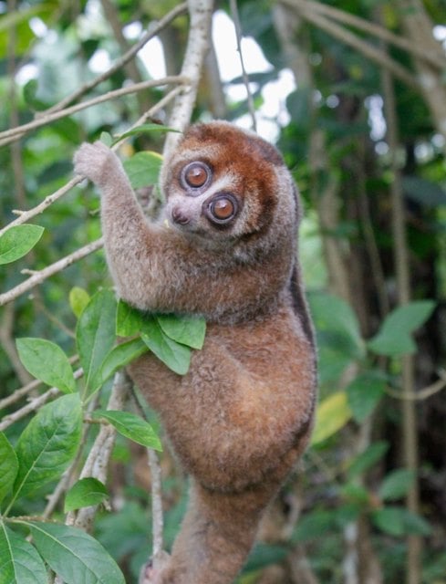 Le loris lent de Bangka 