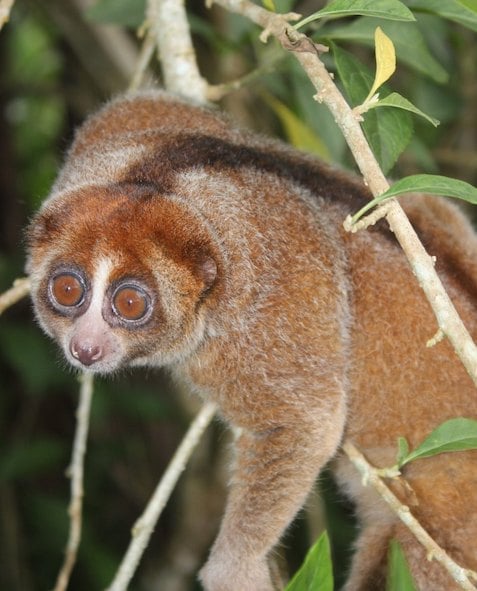 Le loris lent de Bangka 