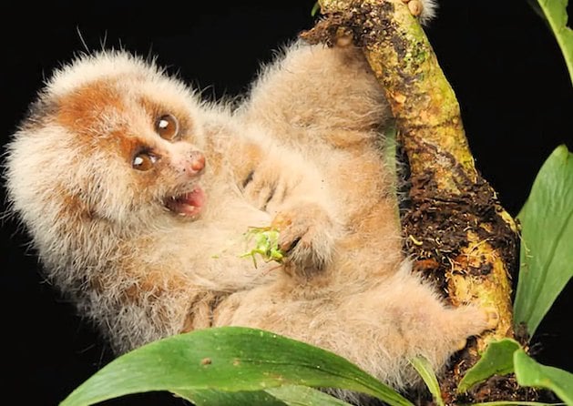 Le loris lent de Bangka 