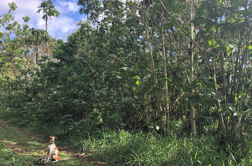 Foret Costa Rica
