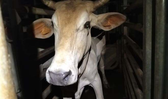 Une vache de l'abattoir