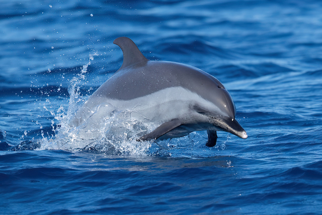 Un dauphin tachet&eacute; pantropical