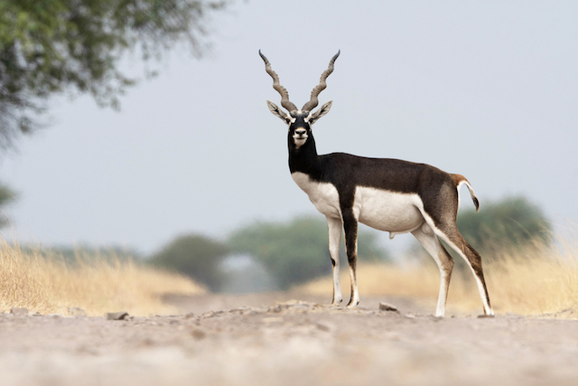 Une antilope cervicapre