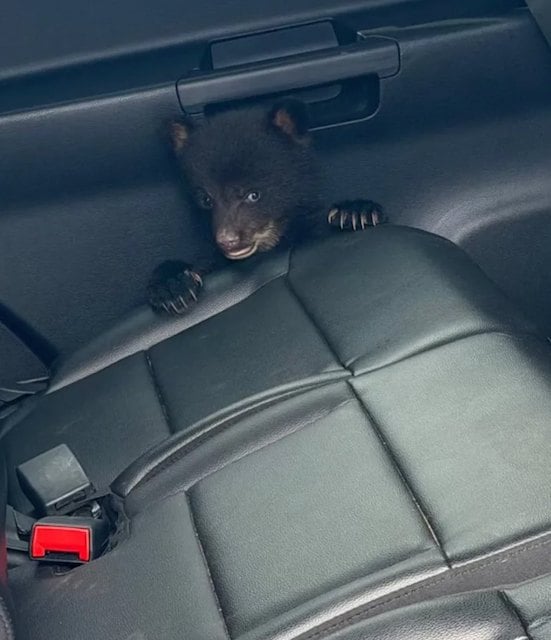 Capture d'&eacute;cran Facebook