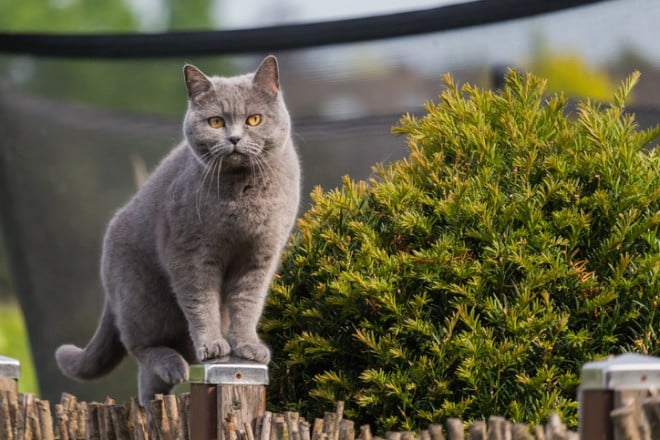 Un chat British shorthair