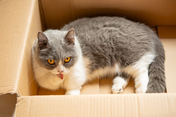 Un chat dans un carton
