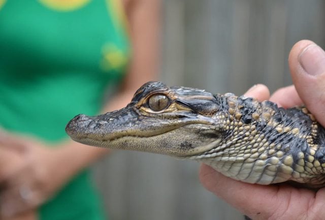 Un b&eacute;b&eacute; alligator