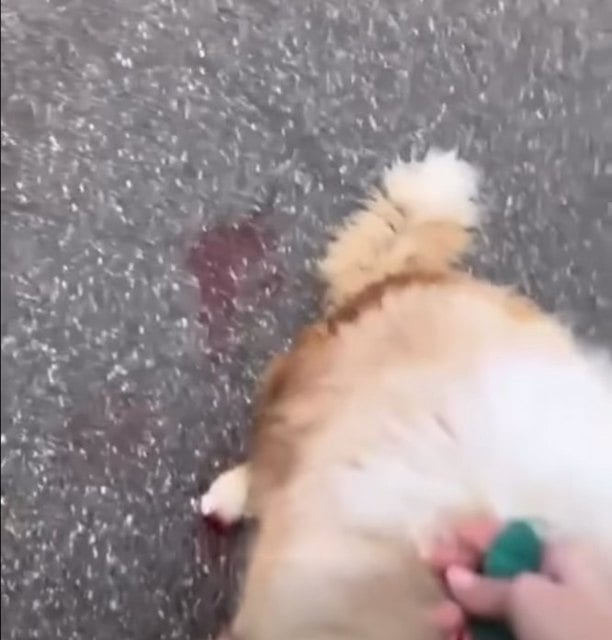 Capture d'&eacute;cran Facebook / SPA de Saverne&nbsp;