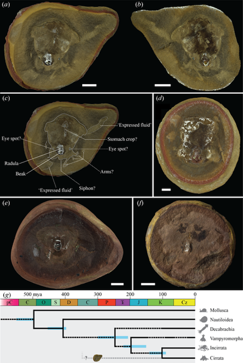 Le fossile Pohlsepia mazonensis