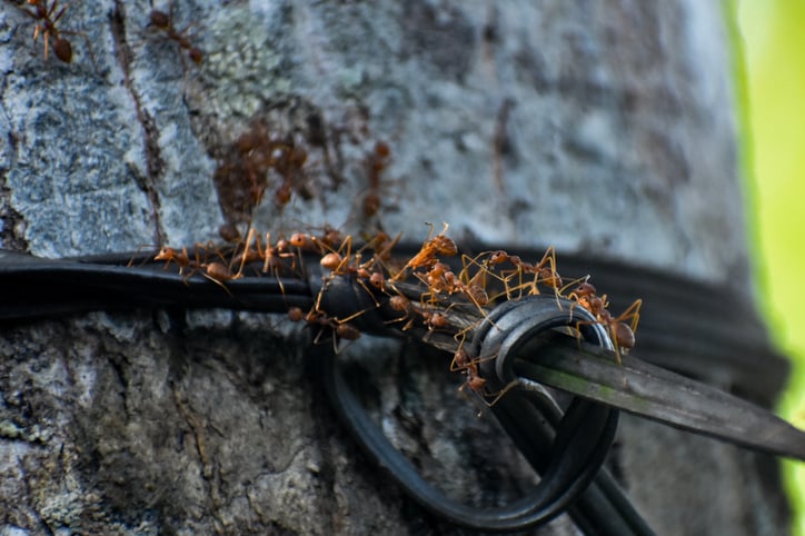 Des fourmis électriques