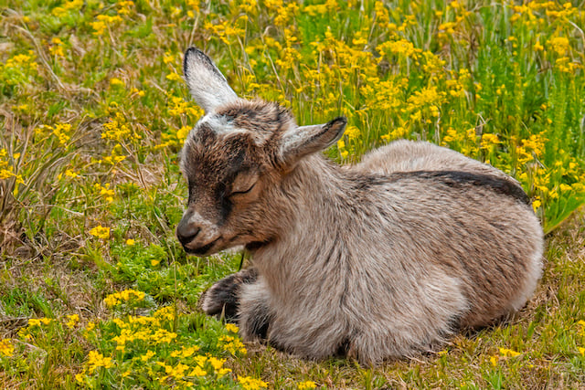 Une petite ch&egrave;vre endormie