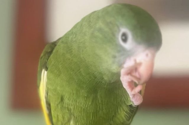 Bebe, la petite perruche