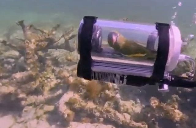 Capture d'&eacute;cran montrant le perroquet dans son sous-marin