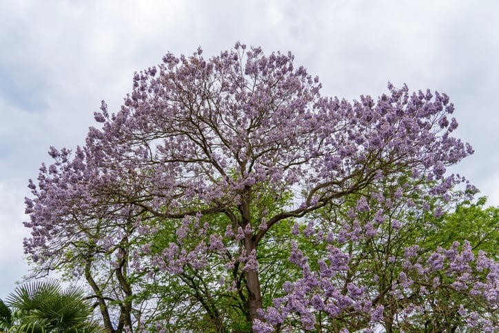 Un Paulownia