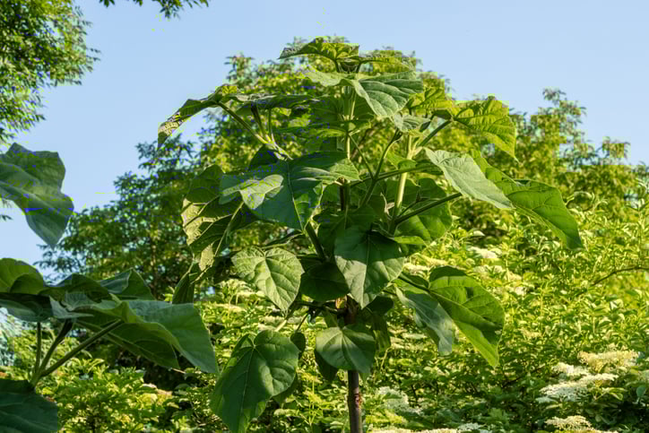 Un jeune Paulownia