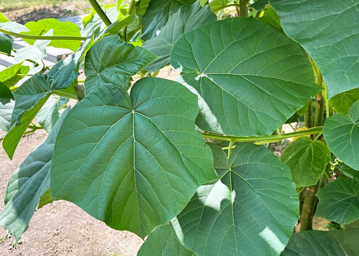 Les feuilles du Paulownia