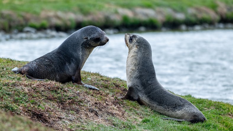 Des otaries de Kerguelen